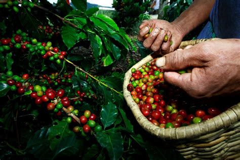 south american coffee growers